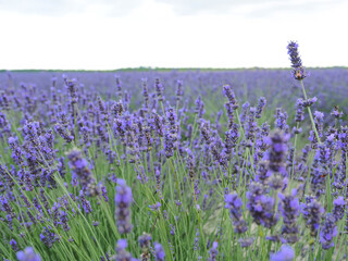 Italy, lavender field, cloudy day.