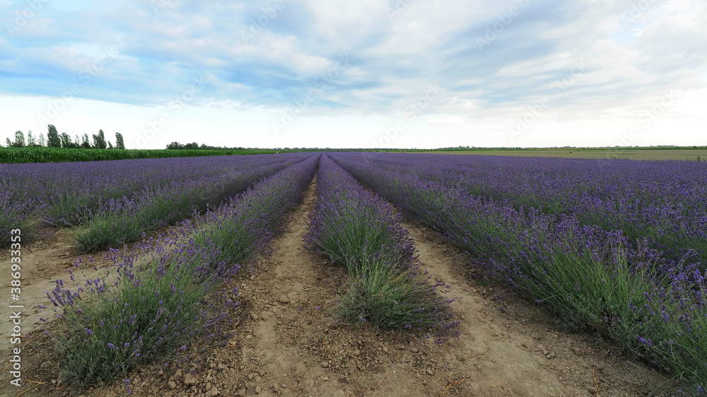 Wall mural italy, lavender field, cloudy day.