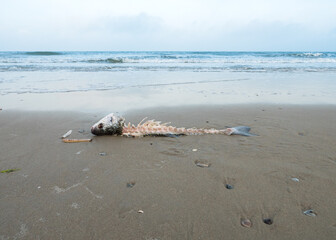 Reamins of dead fish stranded on a beach