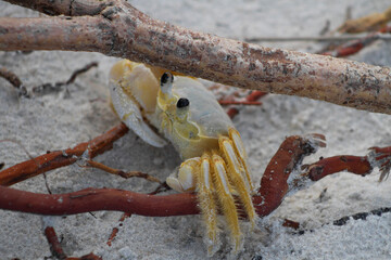 Close-up Crab(Siri,Carangueijo) on the beach sand on Ilhéus