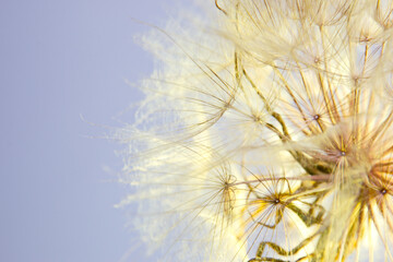 seeds of goatbreeder close-up