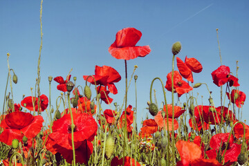 Red common field poppies flowering in the early summer.