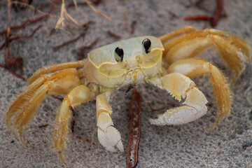 Close-up Crab(Siri,Carangueijo) on the beach sand on Ilhéus