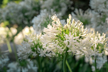 White wildflowers hit by beautiful sunlight in the afternoon at the park