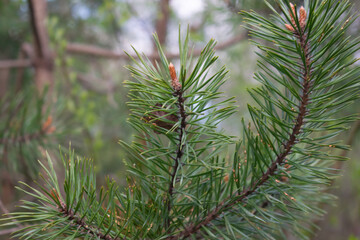 Spruce branches close - up with cones