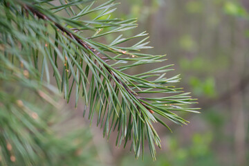 Spruce branches close up with long green needles