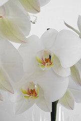 Obraz na płótnie Canvas White orchid on a white background