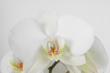 Fototapeta na wymiar White orchid on a white background