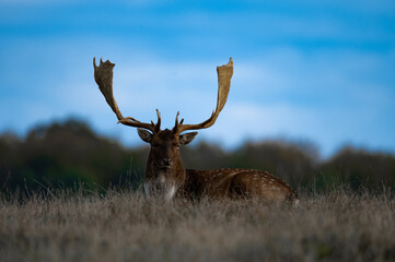 Rutting fallowbuck