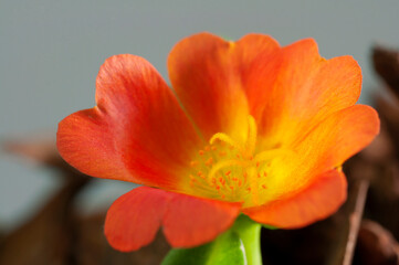 Macro shots of outdoor silk flower