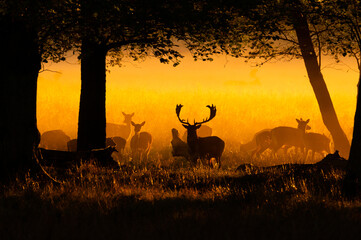 Fallowbuck protecting his territory