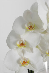 White orchid on a white background
