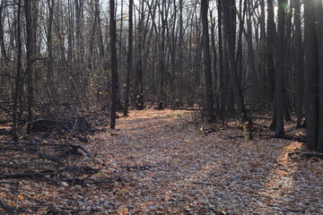 Fototapeta premium autumn forest in the morning