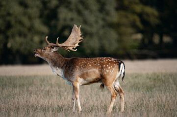 Rutting fallowbuck