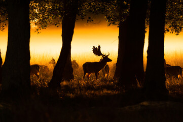 Fallowbuck protecting his territory