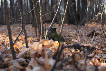 sparrow on the ground