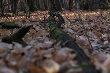 autumn in the forest