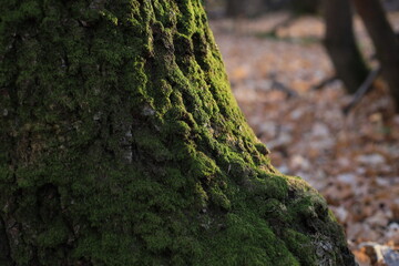 tree with moss