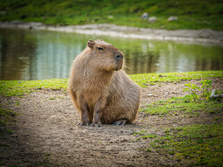 Capybara Wasserschwein Tiergarten Schönbrunn