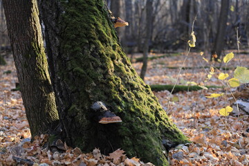 tree in autumn