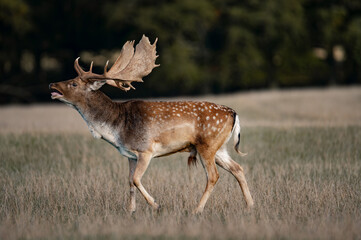 Rutting fallowbuck