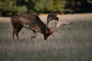 Rutting fallowbuck