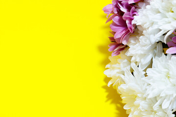 white and purple daisies on a yellow background. Postcard concept.