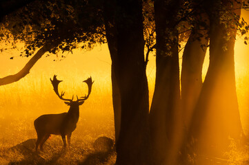 Rays of light on a fallowbuck at dawn