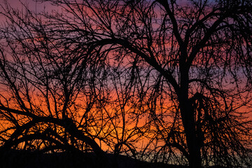 Purple Orange Tree Silhouette