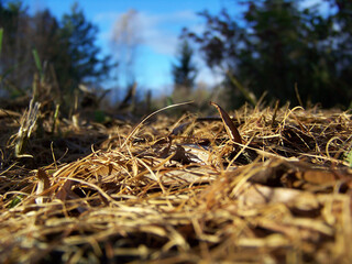 grass in the forest  macro, close-up