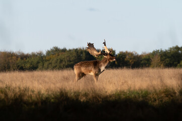 Rutting fallowbuck