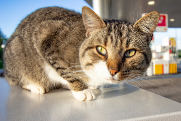 Street cat. Cat pet in the morning sun.