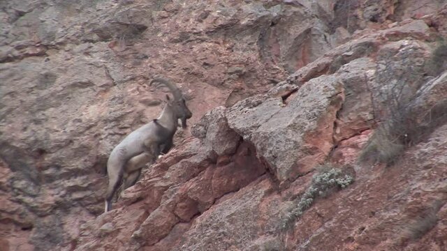 Mountainous Armenia. Khosrov reserve. Bezoar mountain goats.