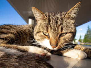 Street cat. The pet cat is resting in the morning sun.