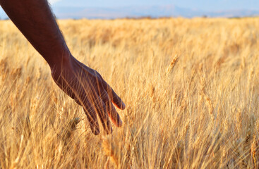 Caucasian Farmer Placing his Hand on Wheats