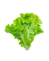 Fresh green Lettuce leaves, Salad leaf isolated on white background. with clipping path.