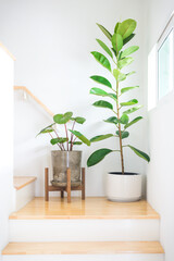 Homalomena Wallisii or King of Heart plant and rubber tree or Ficus elastic plant, in pot loft style and round white pot with wooden stand located at stair near by light window. Home decoration.