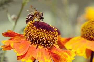 A honey bee on helenium sneezeweed flowers