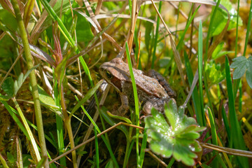 Little frog sitting in the tall grass lots of sunlight in the swamp