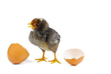 Newborn brown chicken and eggshell