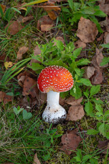 高原のベニテングダケ