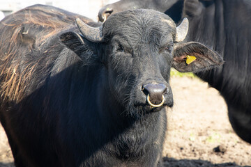 水牛 water buffalo