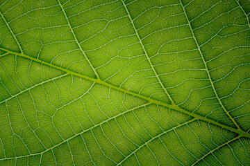 Green leaf texture