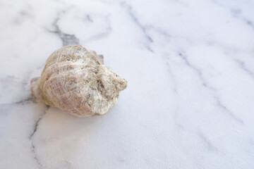 Fototapeta na wymiar Seashell lying on a marble table top view