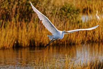 great egret or Ardea alba in flight in the golden light of dawn