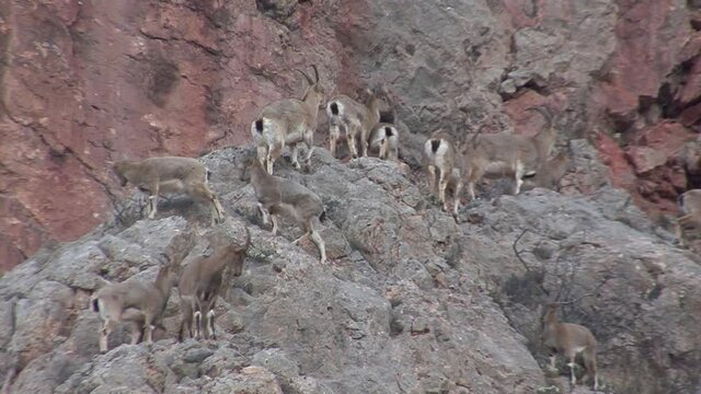 Mountainous Armenia. Khosrov reserve. Bezoar mountain goats.