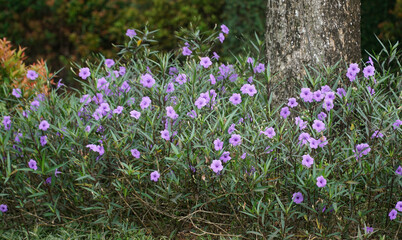Ruellia Simplex flowers purple in the garden.