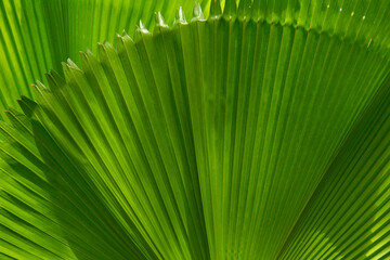 Close up of green palm leaves Background image, text area and copy space.