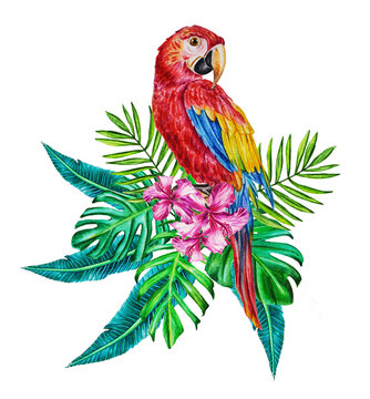 Watercolor realistic illustration of a tropical exotic red macaw parrot sitting in a bouquet of tropical leaves and flowers. Hand drawn.
