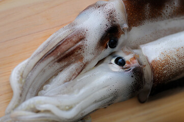 まな板の上のイカ